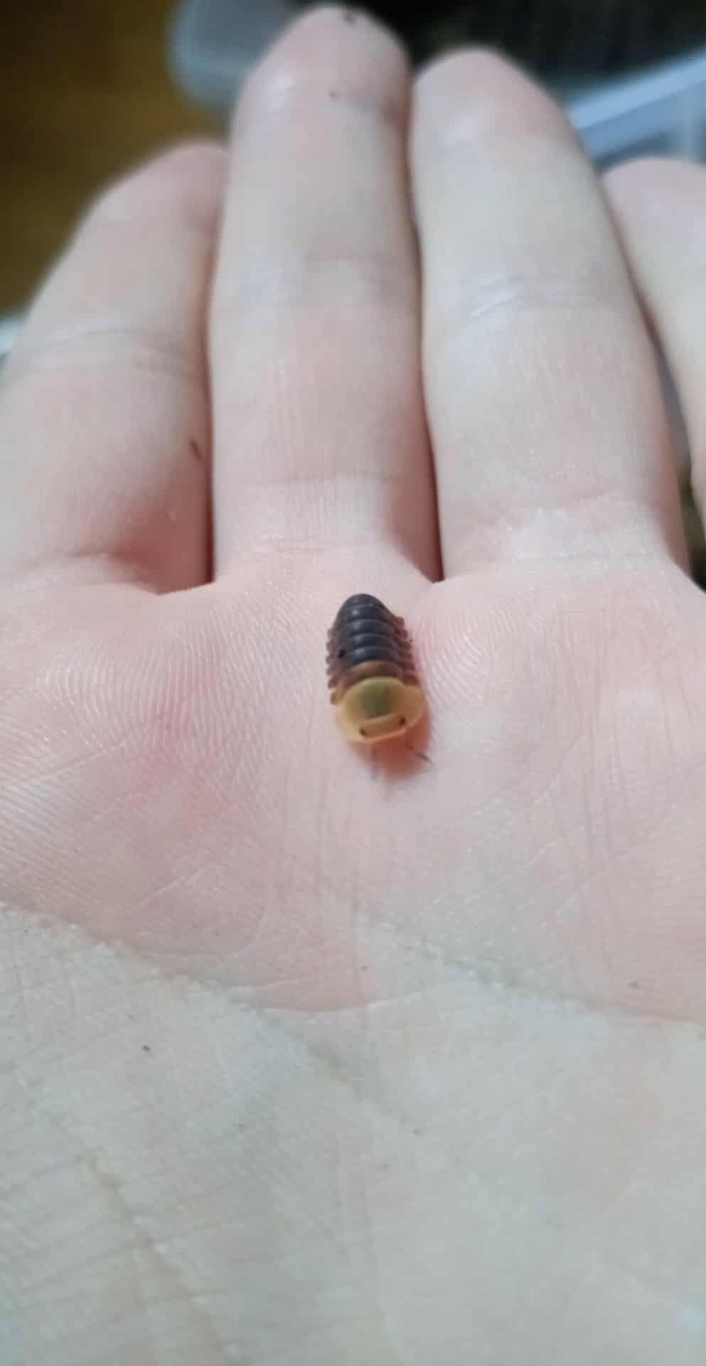 Cubaris isopods