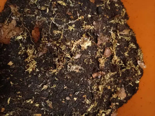 Ispod and Millipede substrate
