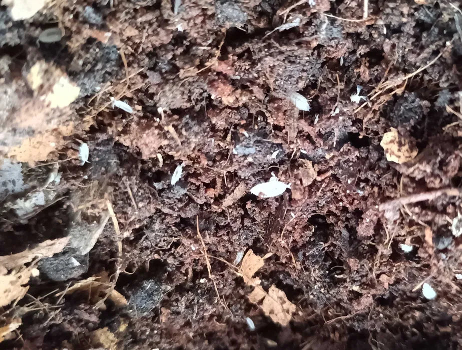 Trichorhina tomentosa