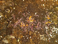 Desmoxytes planata