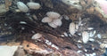Porcellio laevis "white"
