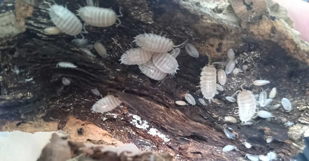Porcellio laevis "white"