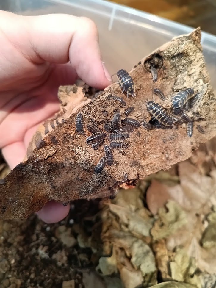 Porcellio ornatus yellow